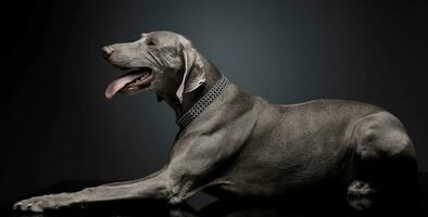 dulce Weimaraner retrato en un foto estudio