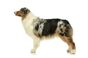 Studio shot of an adorable Australian shepherd photo