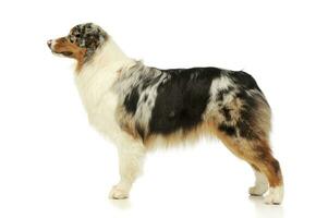 Studio shot of an adorable Australian shepherd photo