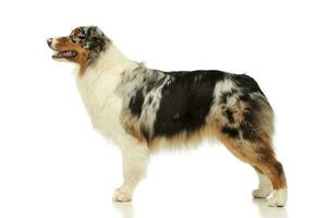 Studio shot of an adorable Australian shepherd photo