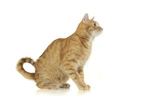 Studio shot of an adorable domestic cat looking excited photo