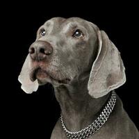 sweet Weimaraner portrait in a  photo studio