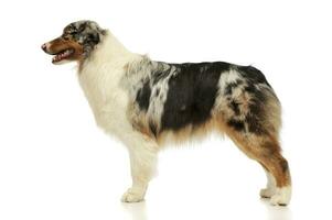 Studio shot of an adorable Australian shepherd photo