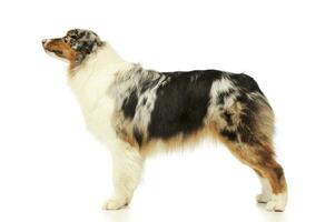 Studio shot of an adorable Australian shepherd photo