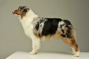 Studio shot of an adorable Australian shepherd photo