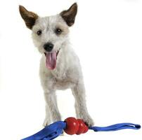 Jack Russell terrier retrato en blanco antecedentes foto