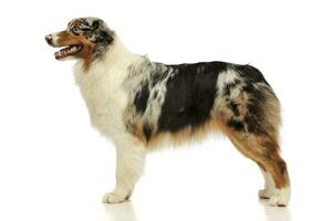 Studio shot of an adorable Australian shepherd photo