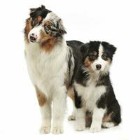 Two Australian shepherd standard in white studio photo