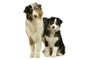 Studio shot of an adorable Australian shepherd and her puppy photo