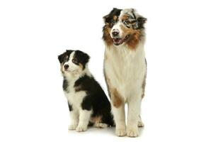 Studio shot of an adorable Australian shepherd and her puppy photo