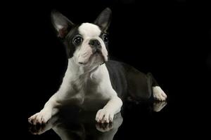 Puppy Boston Terrier relaxing in the darkness photo