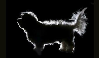 Silhouette of a cute Havanese dog photo