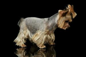 Studio shot of an adorable Yorkshire Terrier standing with funny ponytail photo