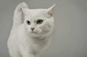 Studio shot of an adorable domestic cat with different eye color photo