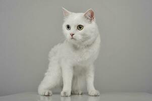 Studio shot of an adorable domestic cat with different eye color photo
