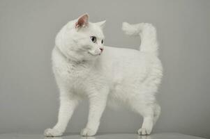 Studio shot of an adorable domestic cat standing on grey background photo