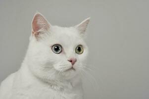 Portrait of an adorable domestic cat with different eye color photo