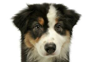 Portrait of an adorable Australian shepherd puppy photo