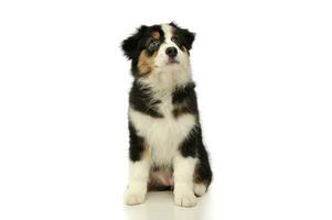 Studio shot of an adorable Australian shepherd puppy photo