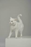 Studio shot of an adorable domestic cat standing on grey background photo