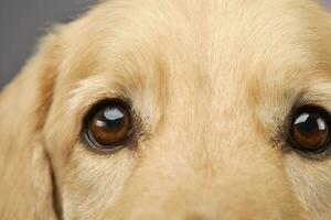 Portrait of an adorable mixed breed dog photo