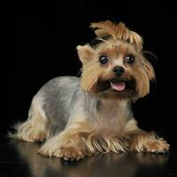 Yorkshire terrier acostado en el piso en oscuro estudio foto