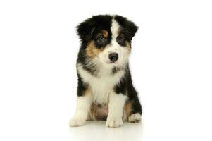 Studio shot of an adorable Australian shepherd puppy photo