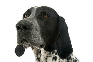 German Pointer portrait in the white studio photo