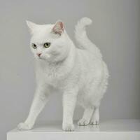Studio shot of an adorable domestic cat standing on grey background photo