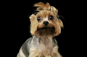 retrato de un adorable Yorkshire terrier mirando curiosamente a el cámara con gracioso cola de caballo foto