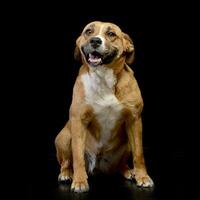 Studio shot of an adorable Staffordshire Terrier photo