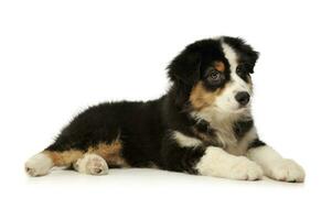 Studio shot of an adorable Australian shepherd puppy photo