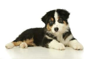 Studio shot of an adorable Australian shepherd puppy photo