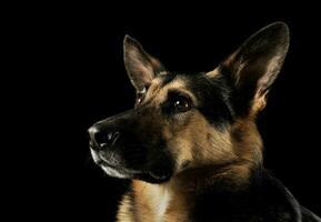 Portrait of an adorable German shepherd photo