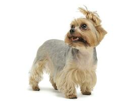 Studio shot of an adorable Yorkshire Terrier looking up curiously with funny ponytail photo