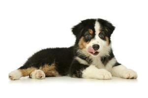 Studio shot of an adorable Australian shepherd puppy photo