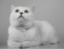 White cat looking up in a studio photo