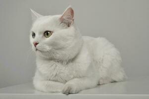 Studio shot of an adorable domestic cat lying on grey background photo