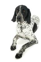 German Pointer lying in the studio floor photo