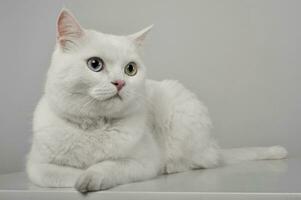 Studio shot of an adorable domestic cat lying on grey background photo