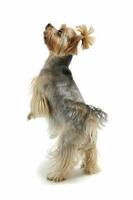 Studio shot of an adorable Yorkshire Terrier standing on hind legs photo