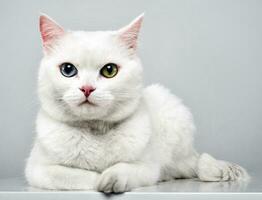 hermosa gato con azul y verde ojos acostado en el estudio foto