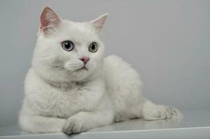 estudio Disparo de un adorable Doméstico gato acostado en gris antecedentes foto