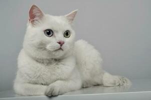 Studio shot of an adorable domestic cat lying on grey background photo