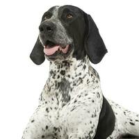 German Pointer lying on the white studio floor and looking to the left photo