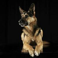 German shepherd relaxing in the dark studio photo