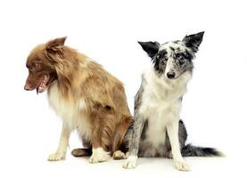 Two Border Collie sitting in the white background photo