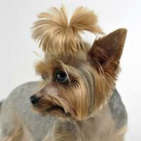 Yorkshire Terrier in white background looking left photo