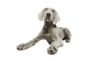 Studio shot of a beautiful Weimaraner photo