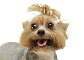 retrato de un adorable Yorkshire terrier mirando curiosamente a el cámara con gracioso cola de caballo foto